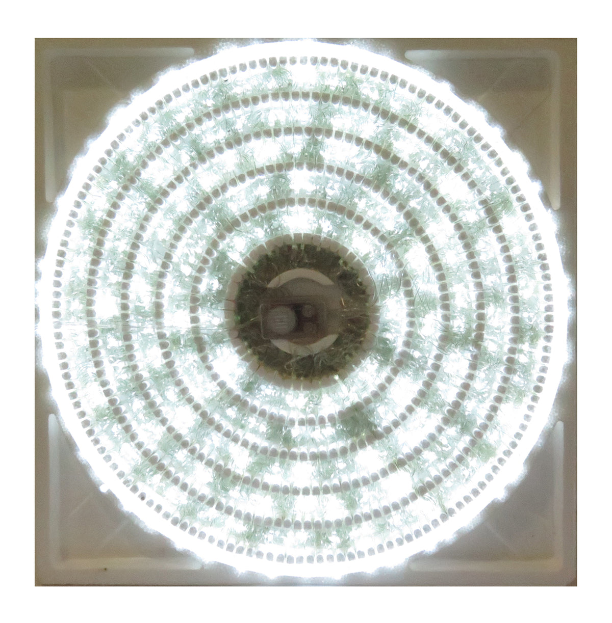 500 LED LUZ BLANCA MUSICAL 23.55MTS