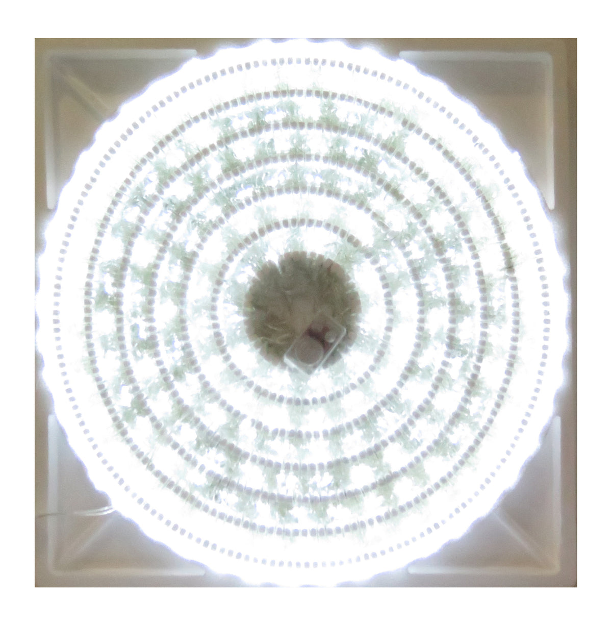 700 LED LUZ BLANCA MUSICAL 33.55MTS